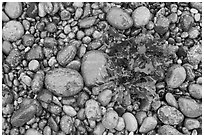 Wet pebbles and red algae. Point Lobos State Preserve, California, USA ( black and white)