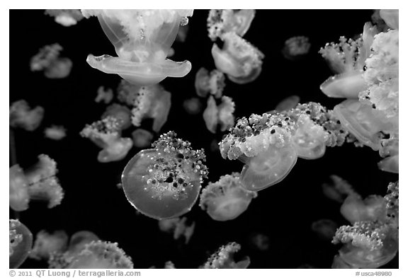 Mediterranean Jellies, Monterey Bay Aquarium. Monterey, California, USA