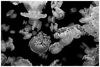 Mediterranean Jellies, Monterey Bay Aquarium. Monterey, California, USA ( black and white)