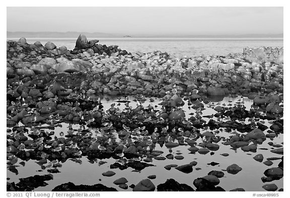 Seabirds and rocks at sunset. Pacific Grove, California, USA (black and white)