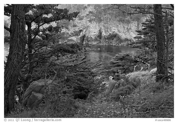 Cypress and wildflowers framing a cove. Point Lobos State Preserve, California, USA (black and white)