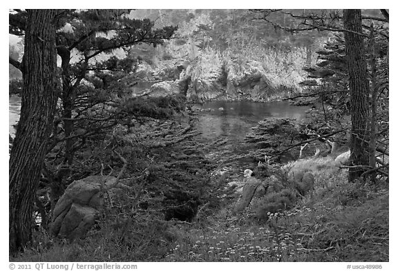 Cypress and wildflowers framing a cove. Point Lobos State Preserve, California, USA