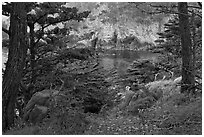 Cypress and wildflowers framing a cove. Point Lobos State Preserve, California, USA (black and white)