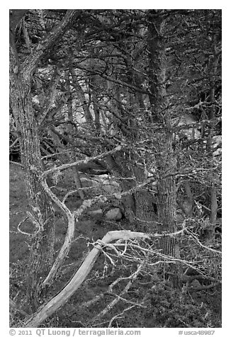 Cypress trees. Point Lobos State Preserve, California, USA (black and white)