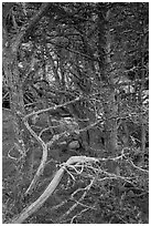 Cypress trees. Point Lobos State Preserve, California, USA ( black and white)