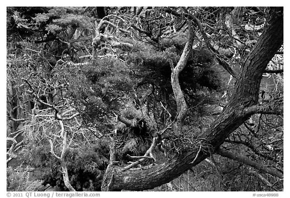 Monterey Cypress with carotene. Point Lobos State Preserve, California, USA (black and white)