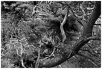 Monterey Cypress with carotene. Point Lobos State Preserve, California, USA ( black and white)