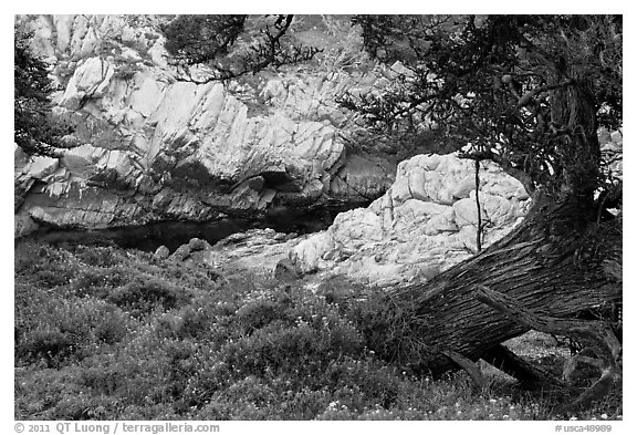 Monterey Cypress, wildflowers, and cove. Point Lobos State Preserve, California, USA (black and white)