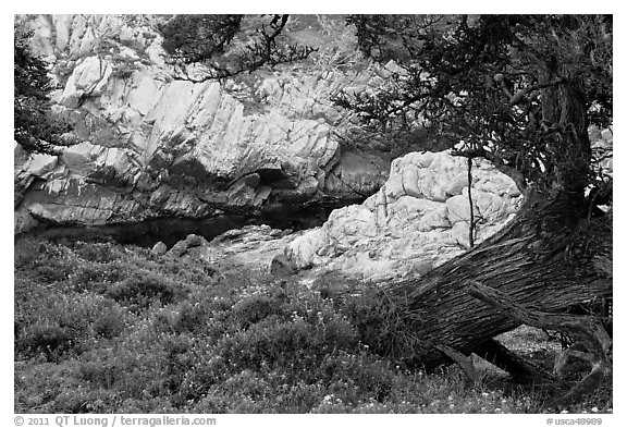 Monterey Cypress, wildflowers, and cove. Point Lobos State Preserve, California, USA