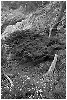 Flowers and cypress. Point Lobos State Preserve, California, USA (black and white)