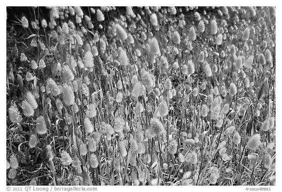 Grasses with seeds. Point Lobos State Preserve, California, USA