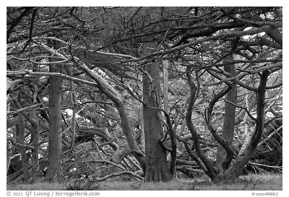 Monterey cypress. Point Lobos State Preserve, California, USA (black and white)
