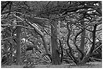 Monterey cypress. Point Lobos State Preserve, California, USA ( black and white)