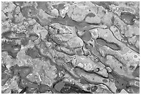 Conglomerate rock. Point Lobos State Preserve, California, USA ( black and white)