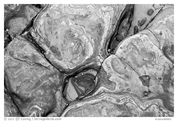 Carmelo Formation rocks. Point Lobos State Preserve, California, USA (black and white)