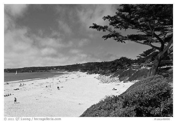 Carmel Beach and cypress. Carmel-by-the-Sea, California, USA (black and white)