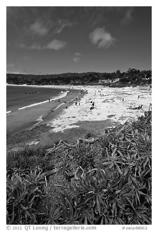 Carmel Beach with foreground of shrubs. Carmel-by-the-Sea, California, USA (black and white)