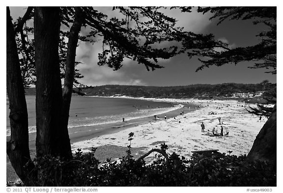 Carmel Beach framed by Monterey Cypress. Carmel-by-the-Sea, California, USA