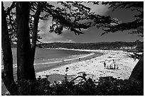 Carmel Beach framed by Monterey Cypress. Carmel-by-the-Sea, California, USA (black and white)