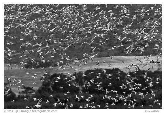 Flock of birds in flight. Carmel-by-the-Sea, California, USA (black and white)