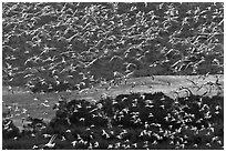 Flock of birds in flight. Carmel-by-the-Sea, California, USA ( black and white)