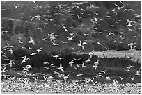 Seagull flock. Carmel-by-the-Sea, California, USA (black and white)