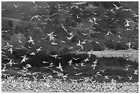 Seagull flock. Carmel-by-the-Sea, California, USA (black and white)