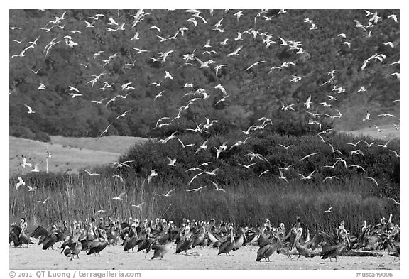 Seagulls flying and pelicans on beach. Carmel-by-the-Sea, California, USA (black and white)