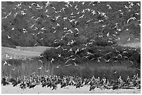 Seagulls flying and pelicans on beach. Carmel-by-the-Sea, California, USA (black and white)