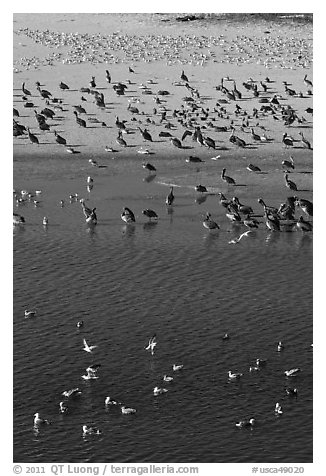 Birds, Carmel River State Beach. Carmel-by-the-Sea, California, USA (black and white)