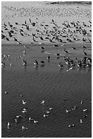 Birds, Carmel River State Beach. Carmel-by-the-Sea, California, USA (black and white)