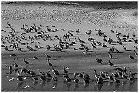 Pelicans and seagulls, Carmel River State Beach. Carmel-by-the-Sea, California, USA (black and white)