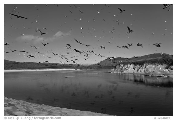 Birds flying above Carmel River. Carmel-by-the-Sea, California, USA (black and white)