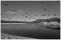 Birds flying above Carmel River. Carmel-by-the-Sea, California, USA (black and white)
