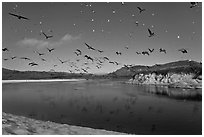 Birds flying above Carmel River. Carmel-by-the-Sea, California, USA (black and white)