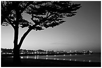 Monterey harbor and cypress tree at sunset. Monterey, California, USA (black and white)