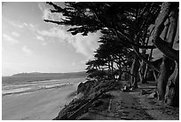 Walkway and cypress on edge of Carmel Beach. Carmel-by-the-Sea, California, USA (black and white)