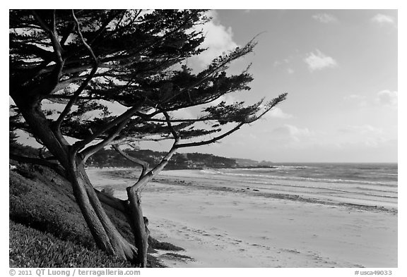 Cypress and Carmel Beach in winter. Carmel-by-the-Sea, California, USA (black and white)