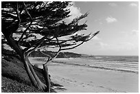 Cypress and Carmel Beach in winter. Carmel-by-the-Sea, California, USA ( black and white)