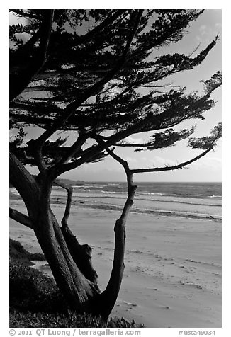 Cypress at the edge of Carmel Beach. Carmel-by-the-Sea, California, USA (black and white)