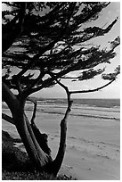 Cypress at the edge of Carmel Beach. Carmel-by-the-Sea, California, USA (black and white)