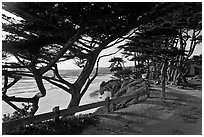 Path and Monterey Cypress bordering beach. Carmel-by-the-Sea, California, USA ( black and white)