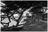 Path and Monterey Cypress bordering beach. Carmel-by-the-Sea, California, USA (black and white)