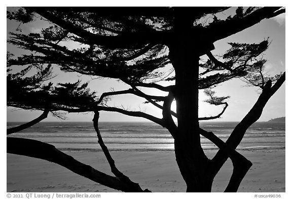 Cypress and ocean, late afternoon. Carmel-by-the-Sea, California, USA (black and white)