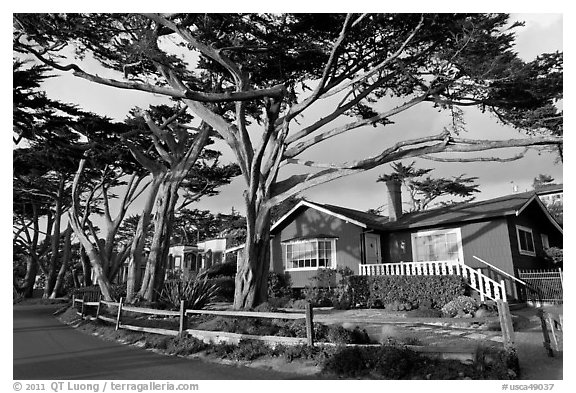 Residential homes and cypress trees. Carmel-by-the-Sea, California, USA (black and white)