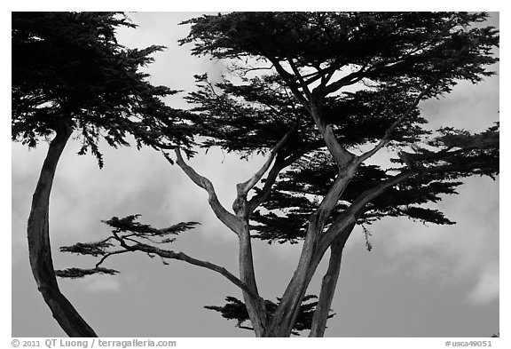 Monterey Cypress and sky, Lovers Point. Pacific Grove, California, USA (black and white)