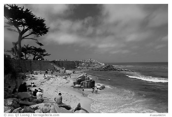 Cypress and beach, Lovers Point Park. Pacific Grove, California, USA