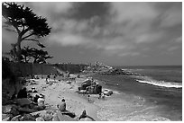 Cypress and beach, Lovers Point Park. Pacific Grove, California, USA (black and white)