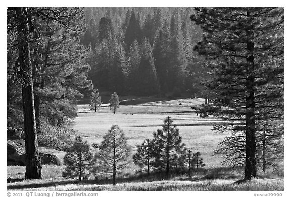 Meadow framed by pines, Giant Sequoia National Monument near Kings Canyon National Park. California, USA