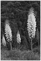 Yucca in bloom near Yucca Point. Giant Sequoia National Monument, Sequoia National Forest, California, USA ( black and white)